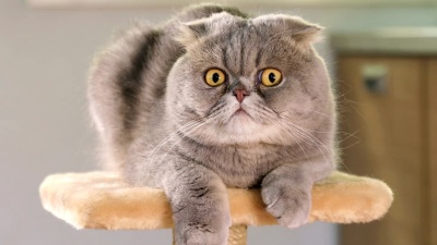 苏格兰折叠猫