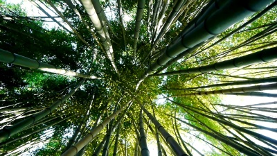 竹林冠层下