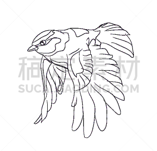 鸟类,线条,直的,模板,自然美,品牌名称,飞,爱,绘制