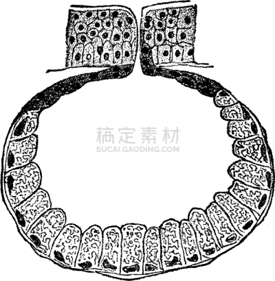腺上皮,动物细胞,白色,矢量,人类腺体,图像,雕刻图像,黑色,复古,分泌
