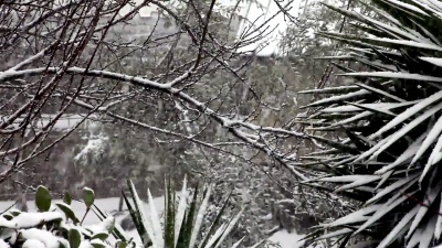 被雪覆盖的植物和树木