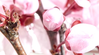 粉红色樱花盛开-樱花