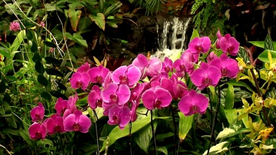 瀑布与兰花