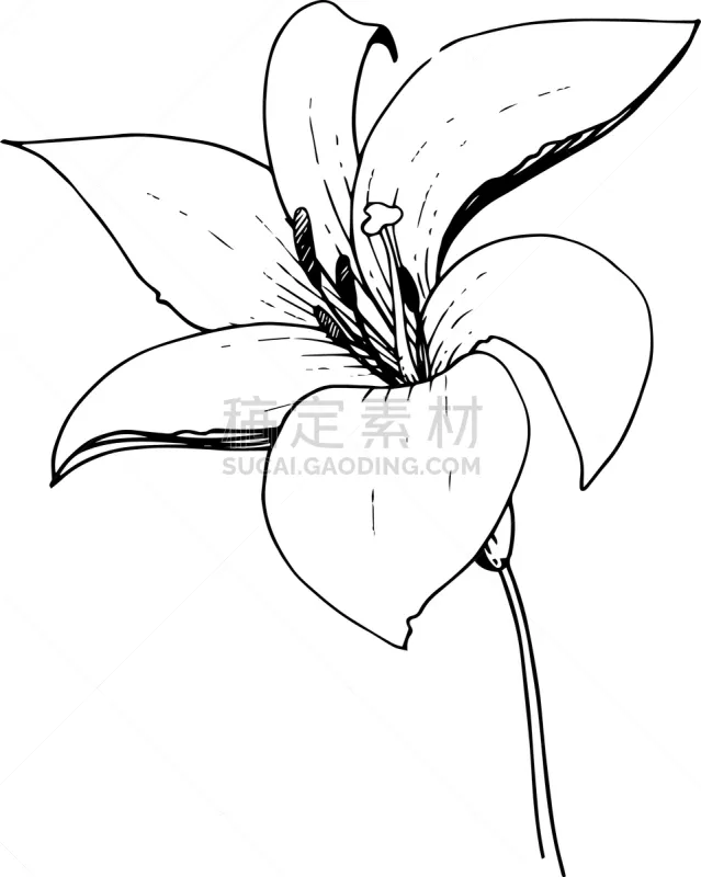 百合花 植物学 黑色 花 铅笔 壁纸 植物群 春天 花图片素材下载 稿定素材 百合花 植物学 黑色 花 铅笔 壁纸 植物群 春天 花图片素材下载 稿定素材