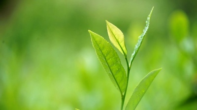 茶