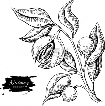 肉豆蔻,植物,枝,植物学,绘画插图,香料,食品,调味品,烹调,复古