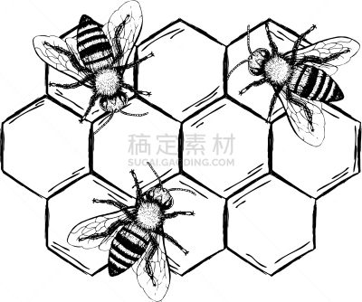 蜜蜂,草图,分离着色,轮廓,白色,自然,条纹,复古,布置,装饰