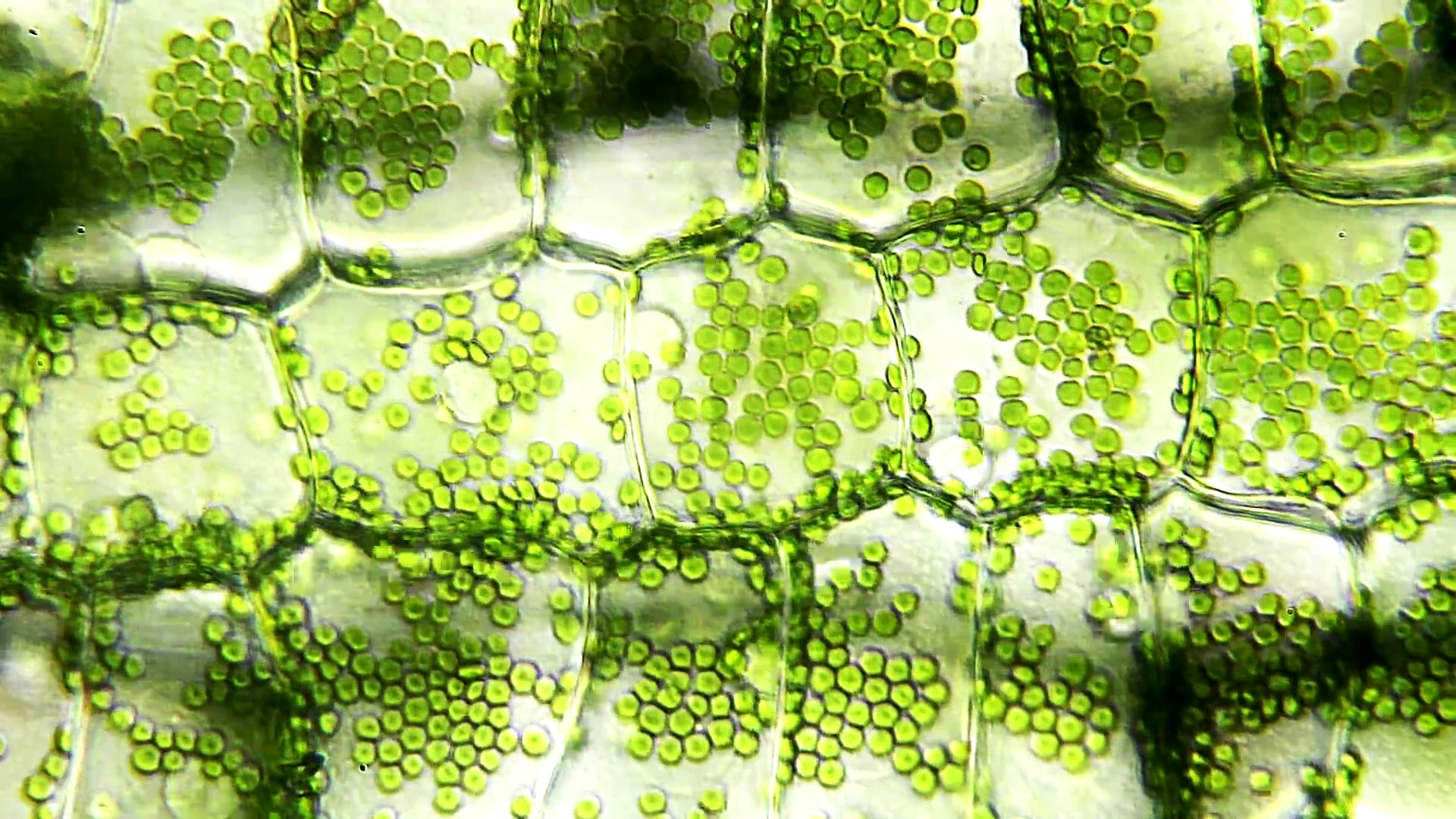 水生植物叶片，显微视图