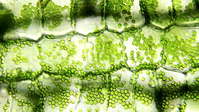 水生植物叶片，显微视图