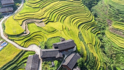 桂林龙胜梯田