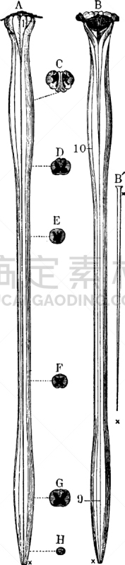 整形器具,延髓,线绳,白色,矢量,图像,雕刻图像,黑色,复古