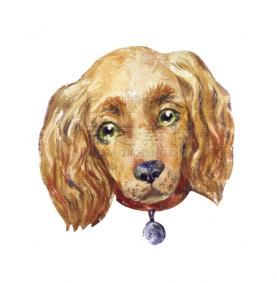 水彩画,狗,可爱的,斯班尼犬,分离着色,矢量,可卡犬,草图,手艺