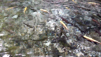 水下鳟鱼