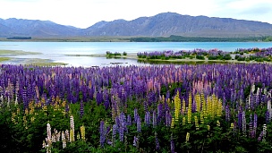 夏天新西兰Tekapo湖美丽的Lupin田野