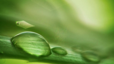 露水