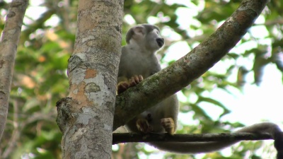 野生松鼠猴(Saimiri Sciureus)