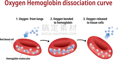 血红蛋白,氧气,人血细胞,生物学,呼吸运动,化学制品,健康保健,分离,弯曲,生病