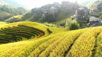 龙胜稻田