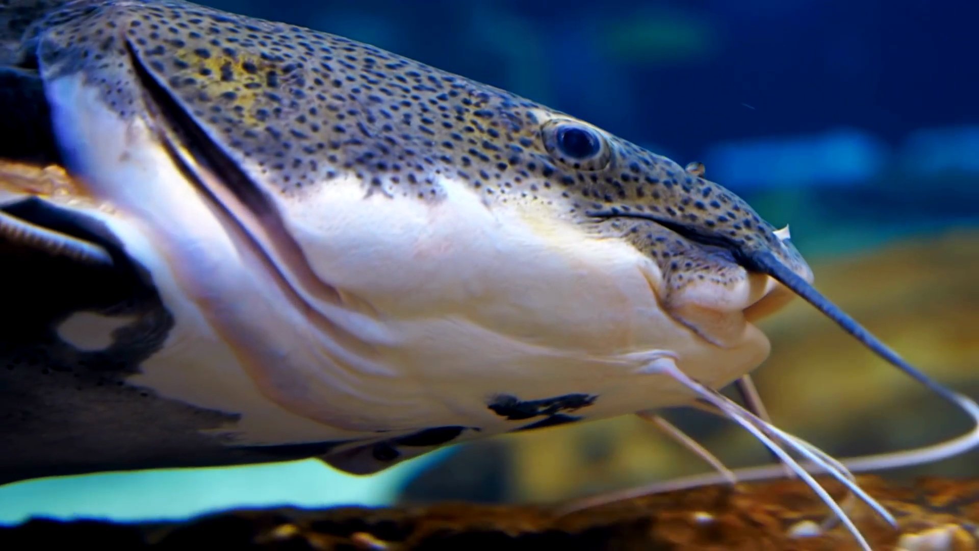 水族馆蓝水中的热带鲶鱼或半翅鲶鱼(Phractocephalus Hemioliopterus)