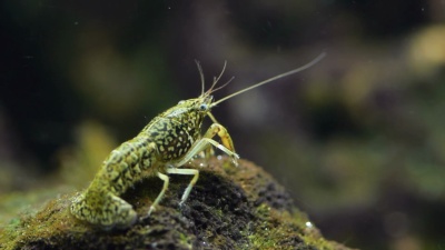 小龙虾