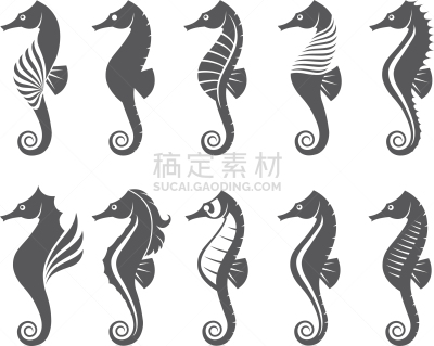 海马,分离着色,生物学,自然,海洋,船,布置,收集,装饰