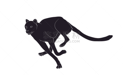 猎豹,轮廓,白色,黑色,式样,能力,危险,迅速,剪影,跑