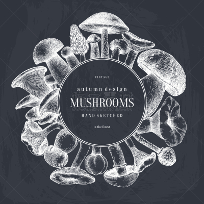 食用菌,动物手,花环,华丽的,Porcini Mushroom,菜单,环柄菇属,复古,绘制,设计