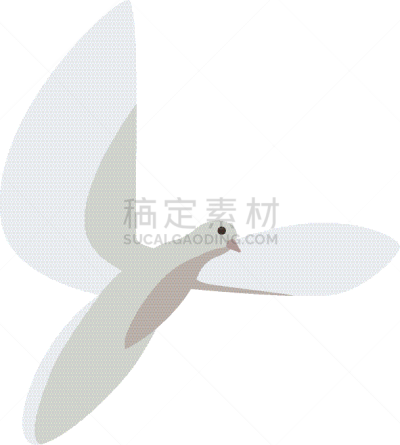 白色,斑鸠,平坦的,分离着色,自然,纯净,爱,飞