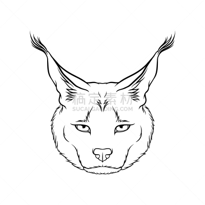 狞獾,山猫,草图,东欧大草原,注视镜头,动物头,白色,自然,热带雨林,野生动物