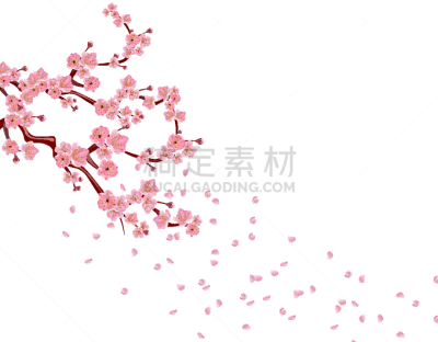 樱桃,粉色,枝,花蕾,樱之花,传统,婚礼,模板,自然美,花