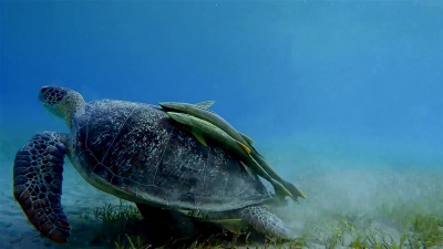 绿海龟和瑞马鱼在海草床上游泳/Marsa Alam