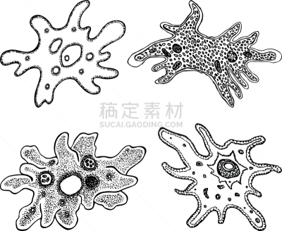 阿米巴,华丽的,轮廓,生物学,健康保健,药,液泡,细胞器,细胞核,动物