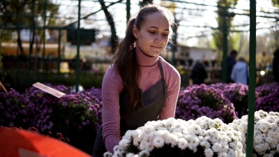 在温室里拿着鲜花的年轻女子检查了一盆白菊花。迷人微笑的女花匠围着围裙检查和摆放架子上有菊花的花盆
