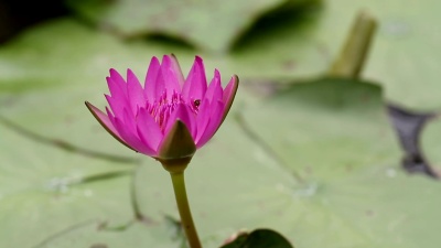 莲花。