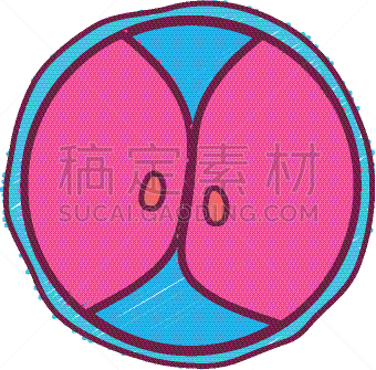 生物学,脱氧核糖核酸,胚胎,卵子,人,科学,生物科技,健康保健,分割