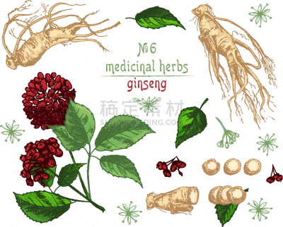 草图,植物学,彩色图片,Ginseng,华丽的,传统,健康保健,药,滴瓶,写实
