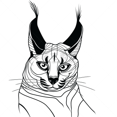 狞獾,猫,草图,小猫,野外动物,宠物,鸡尾酒,野生动物