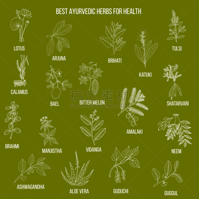 印度草医学,自然,草本,植物学,灵性,生物学,环境,健康保健,图像,矢量