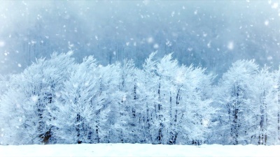 公园里的冬树。真的下雪了。慢动作