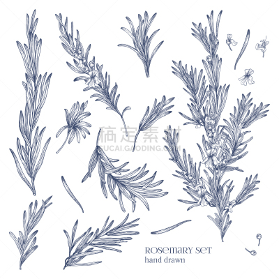 迷迭香,单色调,分离着色,芳香的,自然,草本,清新,收集,画画,捆