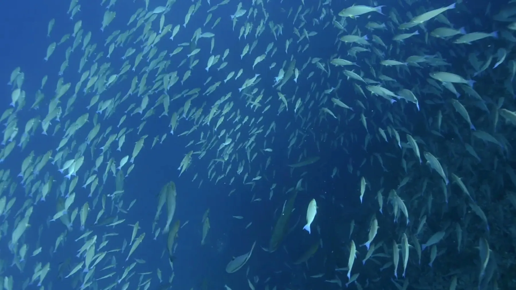 鱼群 鱼群图片 鱼群素材下载 稿定素材