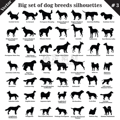 狗,矢量,三只动物,纯种犬,背景分离,纺织品,哺乳纲,哈巴狗,小的,动物