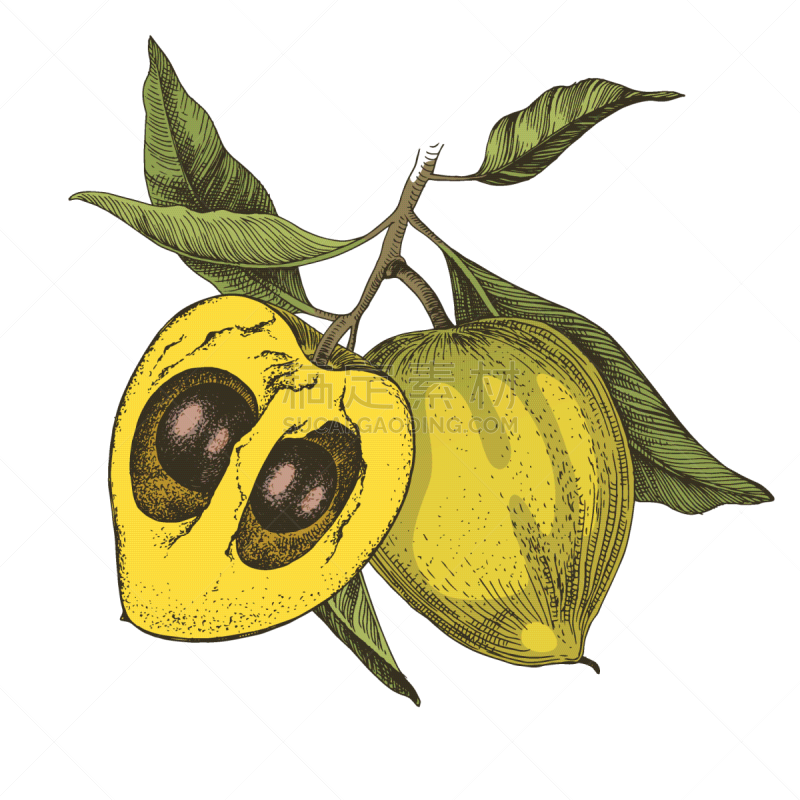 hand drawn lucuma fruits on a branch