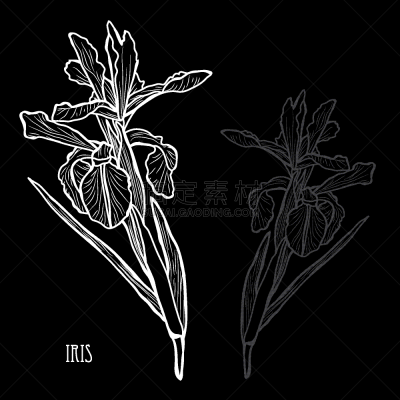 动物手,请柬,事件,周年纪念,植物群,婚礼,绘制,插花,问候,排列