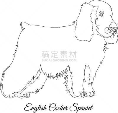 轮廓,狗,可卡犬,美国人,分离着色,宠物,华丽的,纯种犬,哺乳纲