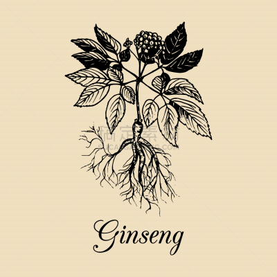 叶子,Ginseng,分离着色,草本,图像,花朵,成分,枝,花,设计