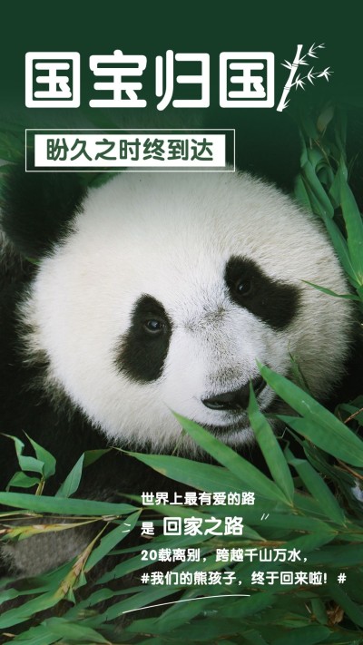 热点大熊猫丫丫回国竖版海报公众号套装