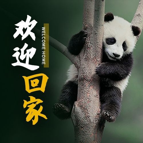 热点大熊猫丫丫回国公众号次图公众号套装预览效果