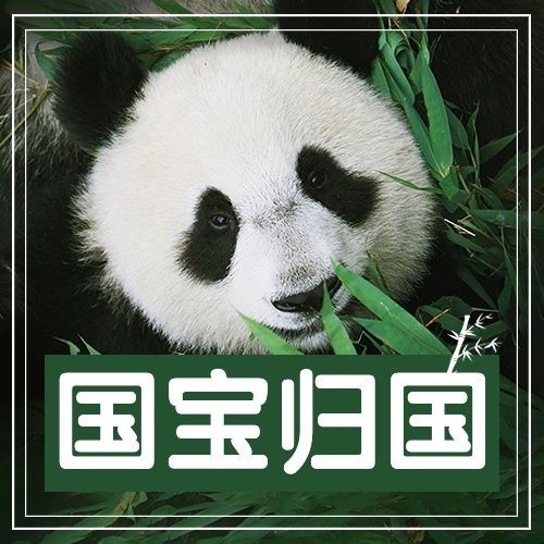热点大熊猫丫丫回国公众号次图公众号套装预览效果