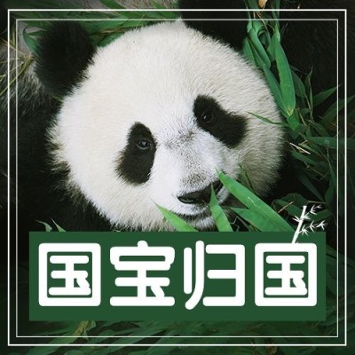 热点大熊猫丫丫回国公众号次图公众号套装